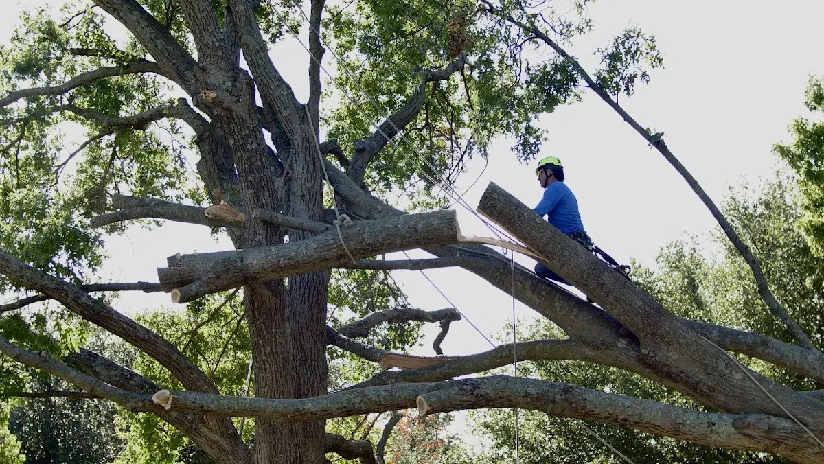 Professional Crown Thinning performed by certified arborists in Glen Wilton
