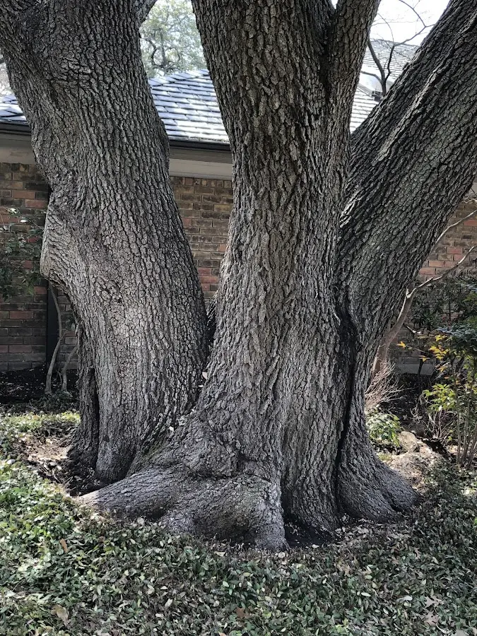 Mature heritage tree close to a Glen Wilton property cared for by certified arborists
